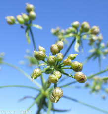 Image result for Berula erecta
