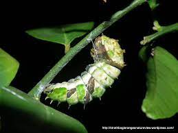 Orchard swallowtail life cycle and description; Orchard Swallowtail Metamorphosis Strathbogie Ranges Nature View