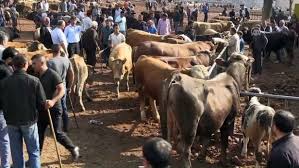 Ağrı hayvan borsası, doğu anadolu bölgesinde hayvancılık sektöründe bölge olarak kabul edilirken, türkiye'de ise hatırı sayılır. Hayvan Pazarlarinin Tosunlari Alicilarini Bekliyor Kars