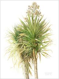 Image result for Dracaenaceae