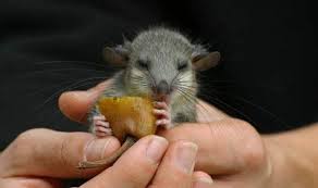 Siebenschlafer Vertreiben Mit Einfachen Naturlichen Mitteln Ohne Die Tiere Zu Verletzen Siebenschlafer Tiere Haustiere