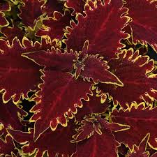 Image result for Coleus megacalyx