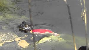 Maybe you would like to learn more about one of these? Do Frogs Harm Koi Solved Explained Total Gardener