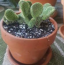 Opuntia Microodasys Bunny Ears Cactus Cactus And Succulents Succulents Bunny Ear Cactus