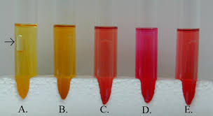 Phenol Red Results