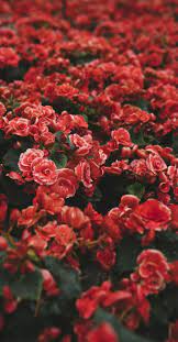 Use images for your pc, laptop or phone. 100 Awesome Iphone Wallpaper To Download Iphone Background Summer Vibes Vintage Aesthetic Background 657x1256 Wallpaper Teahub Io