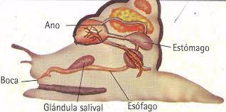 Cual Es El Sistema Digestivo Del Caracol Brainly Lat
