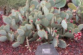 Image result for Cactaceae