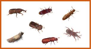 Heat the oven to around 120 f. Know The Enemy Stored Grain Insect Identification