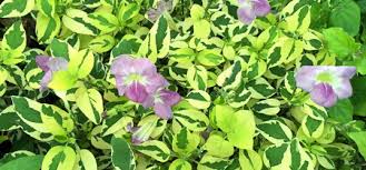 Image result for Asystasia