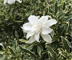 Variegated Dwarf Radicans Gardenia Fragrant Flowers Trees To Plant Growing Gardenias