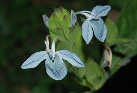 Image result for Ecbolium hastatum