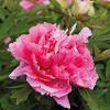 Cosicché restasse senza rose, o meglio senza rose con spine e senza rose senza spine. 1