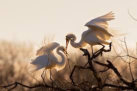 Birds Of A Feather 2019 Cast The 2019 Audubon Photography Awards Top 100 Photography Awards Photography Wildlife Photography