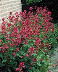 3 Valerianes Rouges Plante Vivace Vivaces Jardins