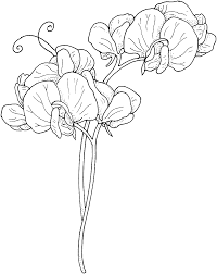 Flowers For Mom On Her Birthday Sweet Pea Flower Coloring Pages Gif 1284 1622 Flower Drawing Flower Coloring Pages Flower Sketches