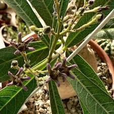 Image result for Raphionacme madiensis