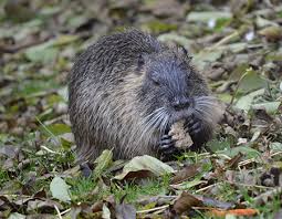 Identifying muskrat activity and areas of damage will help you determine the location and scale of your defense. Wildlife Trapping Pest Control Northwest