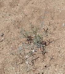 Image result for Hypertelis