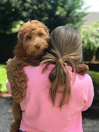 Our operation is small, which gives us the ability to give lots of attention to our dogs with training, playing, exercising and understanding. Shiloh Labradoodles Tillamook Or Labradoodle Breeders Labradoodle Tillamook