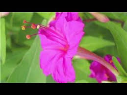 • how to grow four o' clock flowers. Gardening From Seeds How To Plant 4 O Clock Seeds Youtube