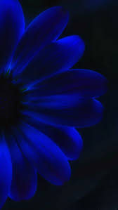 For You Mom Always Your Favorite Color Blue Flower Wallpaper Blue Flowers Blue Wallpapers