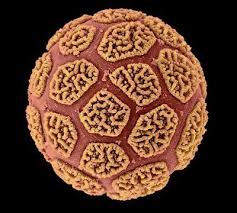 The Kew Millennium Seed Bank Pollen Micro Photography Things Under A Microscope