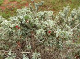 Image result for Rhagodia