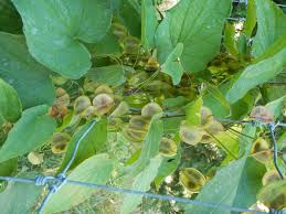 Image result for Dioscorea minutiflora