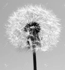 Check spelling or type a new query. Dandelion Black And White Photo Art Stock Photo Picture And Royalty Free Image Image 97987307