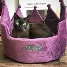 Beds └ cat supplies └ pet supplies all categories antiques art baby books, comics & magazines business, office & industrial cameras & photography cars, motorcycles & vehicles clothes, shoes & accessories coins. Rely On These Tips To Choose Luxury Cat Beds Nandog Pet Gear