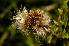 Image result for Carduus nyassanus