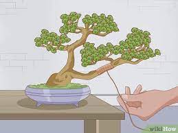 Un récapitulatif des bienfaits et des durées moyennes de germination. Comment Faire Pousser Et Prendre Soin D Un Bonsai