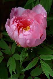 花言葉 高貴 天才 壮麗 誕生花 花言葉 美しい花