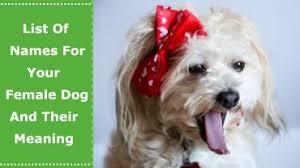 If you're getting someone else a dog as a christmas gift, make sure they actually want the dog and can make the commitment. Other Dog Problems Petxu