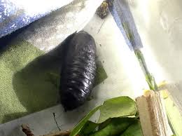 Giant leopard moth caterpillar cocoon. Giant Leopard Moth One Black Pupa Project Noah