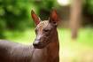 Xoloitzcuintle - Wikipedia