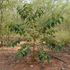 Image result for Colubrina asiatica