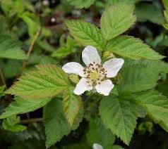 Image result for Rubus adolfi-friederici