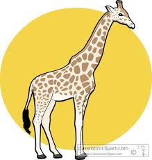 Giraffe zebra horse mane clipart. Image Of Baby Giraffe Clipart 7 Clip Art Wikiclipart