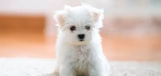 Akc all our pomeranian are very healthy and good with children and other pets and will come with a health certificate and 30 days money back guarantee Teacup Maltese Discover The Miniature Maltese Dog