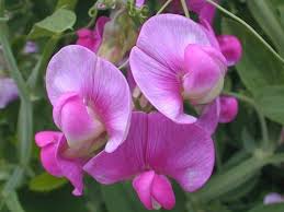 Image result for Lathyrus