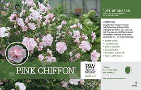 Image result for Hibiscus syriacus ´Pink Chiffon