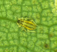 Image result for Limeum aethiopicum