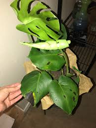 Feuillestaches noires sur mon rhaphidophora tetrasperma : rplantclinic