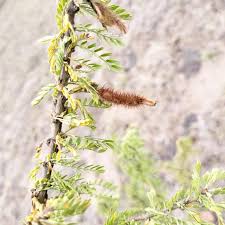 Image result for Ormocarpum