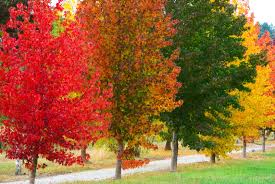 Image result for Liquidambar