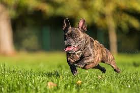 The recommended food intake for a french bulldog. How Much Should Your French Bulldog Exercise