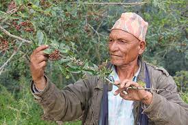 Timur, temür, temir or tömör (mongolian: In Nepal The Harvesting Of The Timur Berry Has Begun Terre Exotique