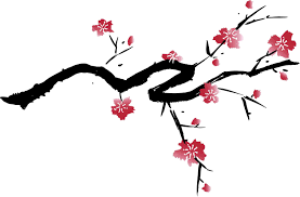Cherry Blossom Japanese Cherry Tree Cherry Blossom Images Japanese Cherry Blossom